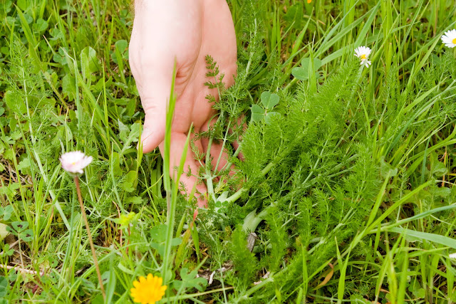 italian spring foods wild fennel italian spring foods wild fennel